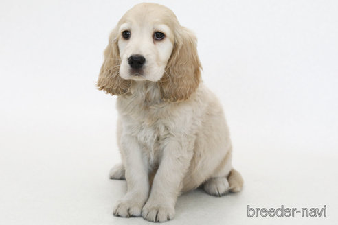 成約済の神奈川県のミックス犬-382406